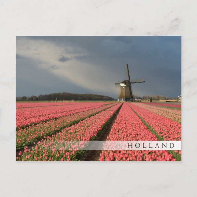 Windmill with pink tulips in spring postcard (Front)