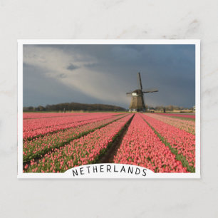 Windmill with pink tulips in spring postcard