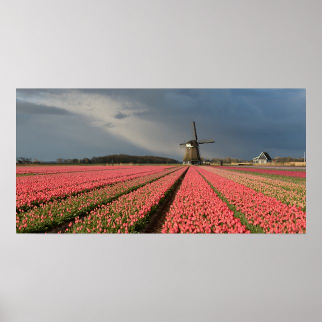 Windmill with pink tulips in spring poster (Front)
