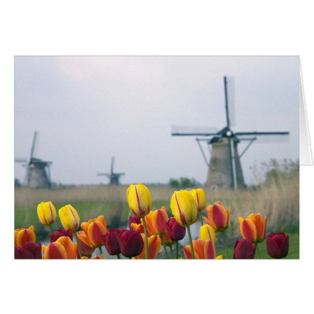 Windmills and tulips along the canal in (Front Horizontal)