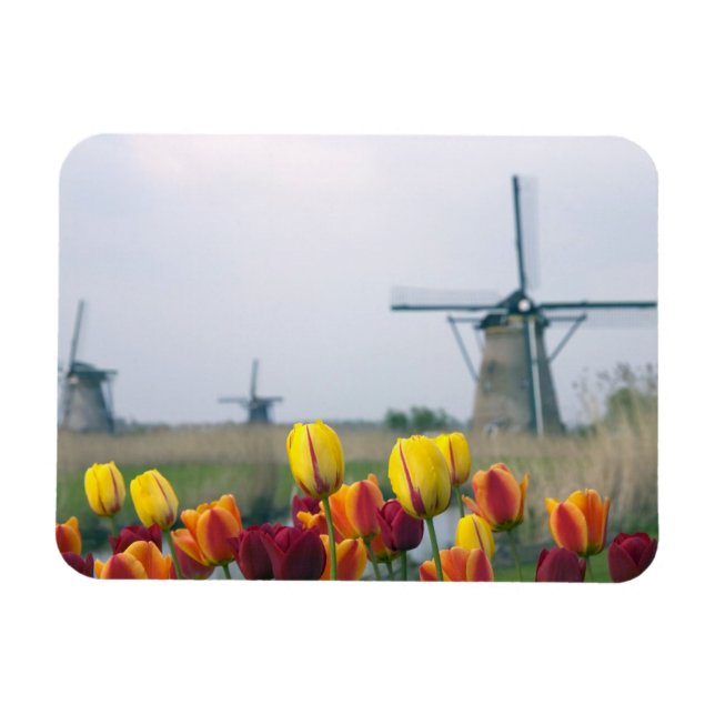 Windmills and tulips along the canal in magnet (Horizontal)