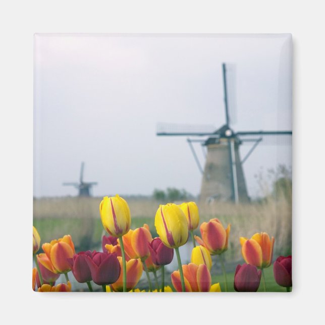 Windmills and tulips along the canal in magnet (Front)