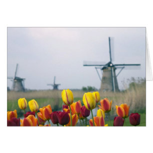 Windmills et tulipes le long du canal à