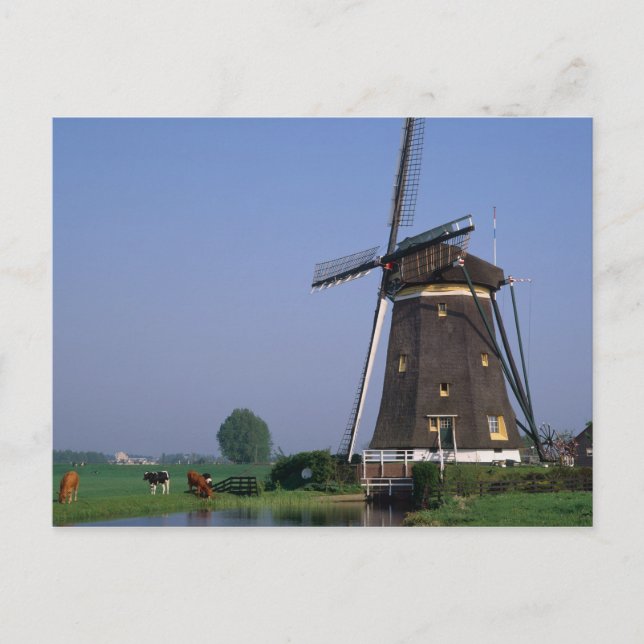 Windmills, Leidschendam, Netherlands Postcard (Front)