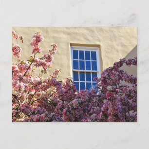 Window & Blossoms Postcard
