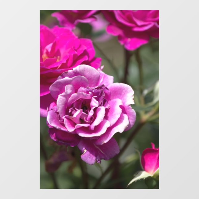 Window Cling - Beautiful Roses Photography (Sheet)