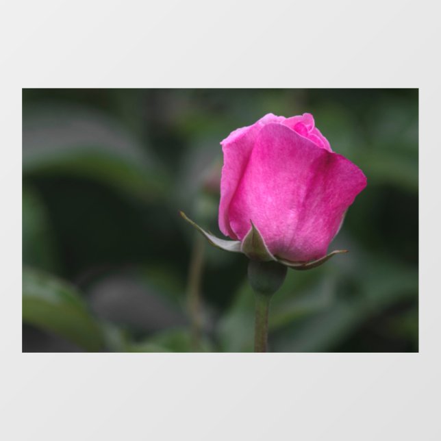  Window Cling - Elegant Pink Rosebud  (Sheet)
