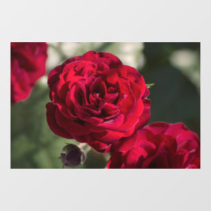 Window Cling Roses  - Velvet Radiance