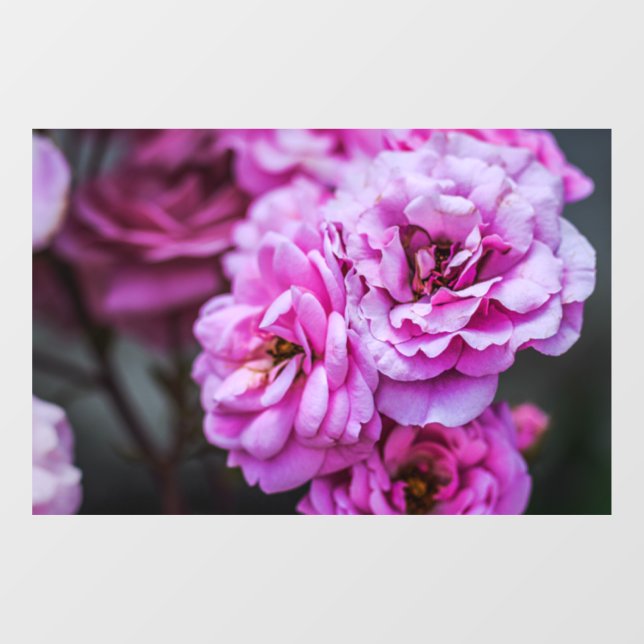  Window Cling - Soft Pink Roses  (Sheet)