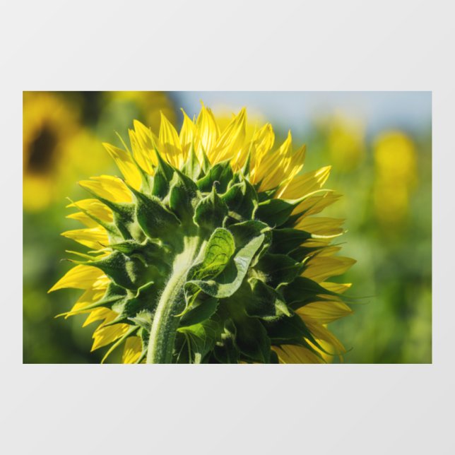 Window Cling - Sunflower Reverse Perspective (Sheet)