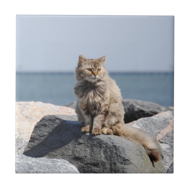 Windswept Cat at Seaside Tile (Front)
