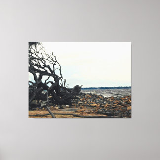 Windswept Tree by Rocky Shoreline Canvas Print