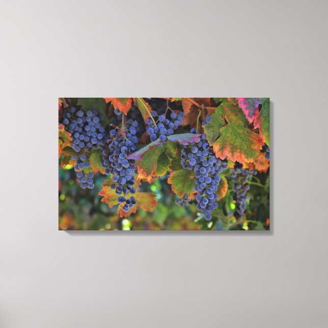 Wine Country Art Canvas Vineyard (Front)