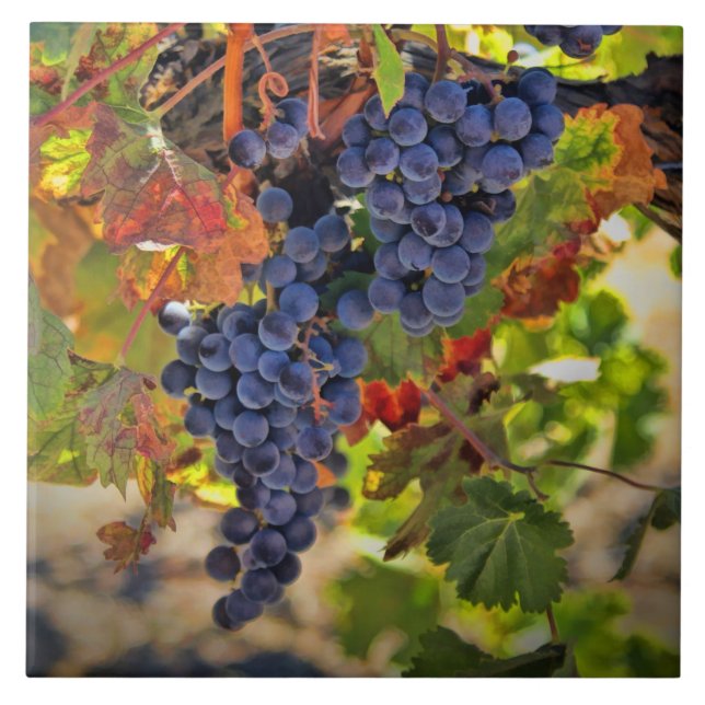 Wine Grape and Autumn Vines Vineyard Art Tile (Front)