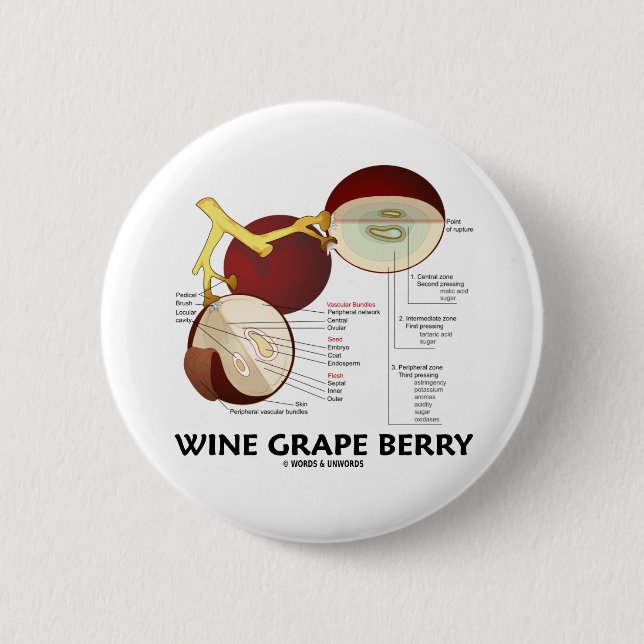 Wine Grape Berry (Anatomy) 2 Inch Round Button (Front)