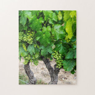 Wine Grapes Growing, France Jigsaw Puzzle