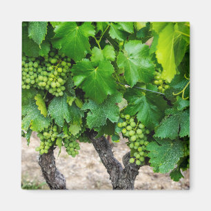 Wine Grapes Growing, France Magnet