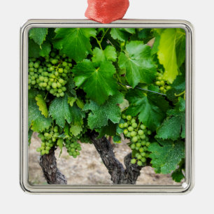 Wine Grapes Growing, France Metal Ornament