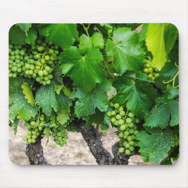 Wine Grapes Growing, France Mouse Pad (Front)