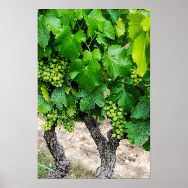 Wine Grapes Growing, France Poster (Front)