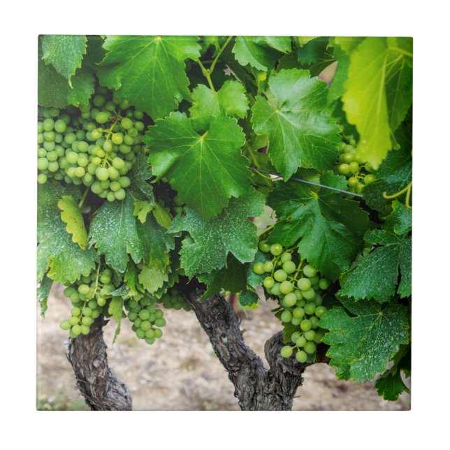 Wine Grapes Growing, France Tile (Front)