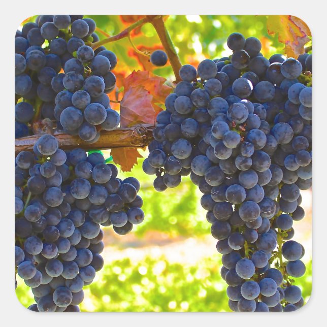 Wine grapes square sticker (Front)
