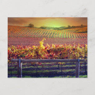 Wine Vineyard Postcard
