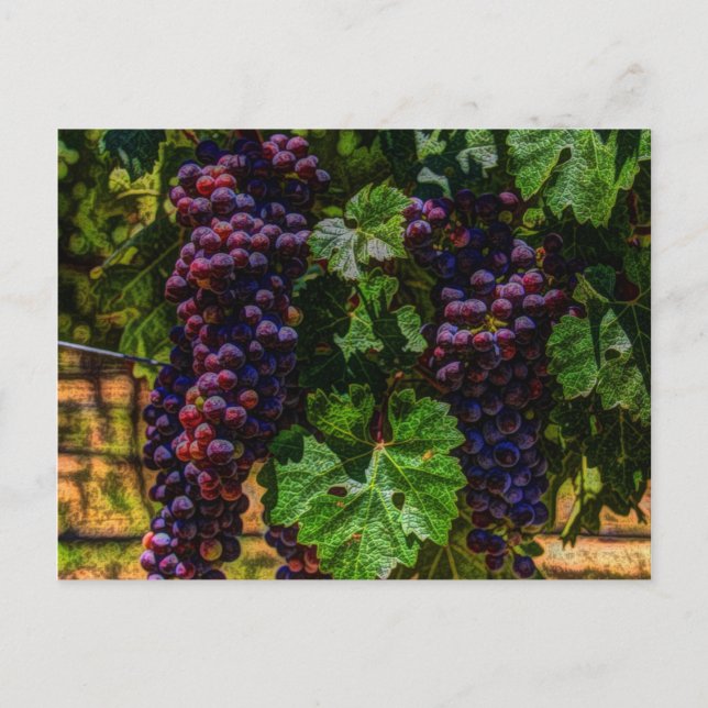 Winery Grapevine sunny tuscany vineyard grapes Postcard (Front)