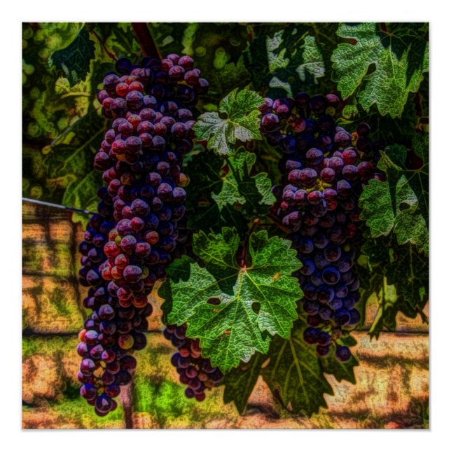 Winery Grapevine sunny tuscany vineyard grapes Poster (Front)