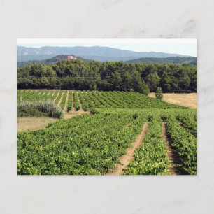 Wineyard in France Postcard