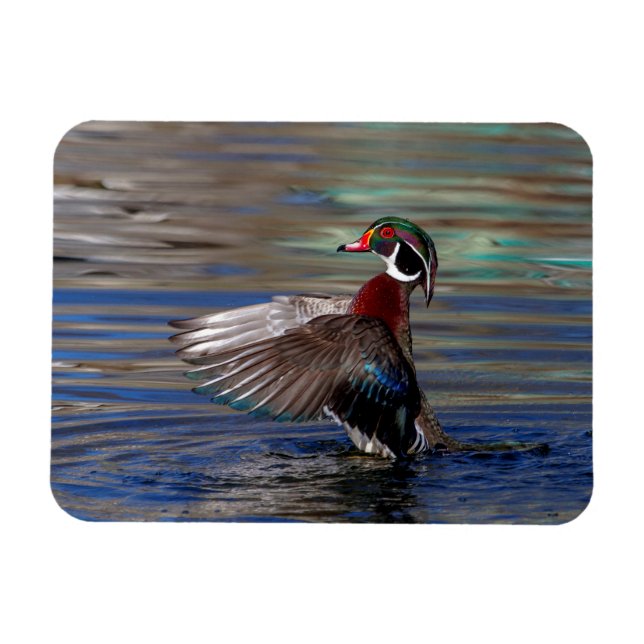 Wing Flapping Wood Duck Magnet (Horizontal)