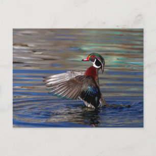 Wing Flapping Wood Duck Postcard