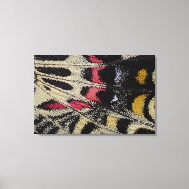Wing underside close-up Bhutanitis mansfieldi Canvas Print (Front)