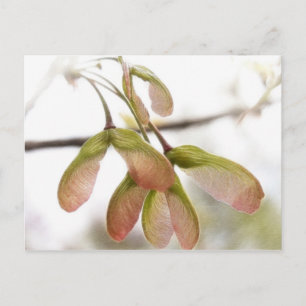 Winged Maple Seed Pods Postcard