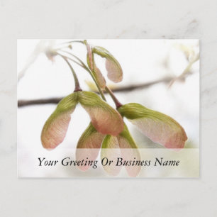 Winged Maple Seed Pods Postcard