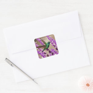 Wings of Faith Sparkling Violet-ears Hummingbird Square Sticker