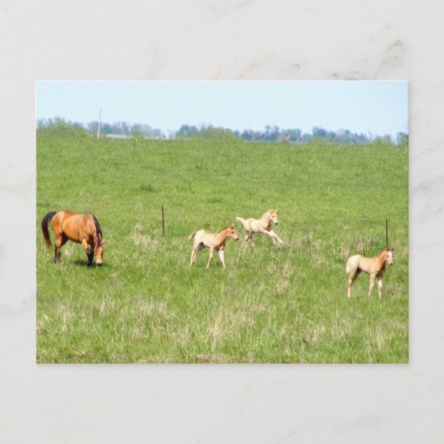 Wings of May: Horses Postcard (Front)