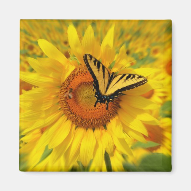 Wings of summer, magnets (Front)