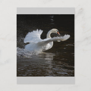Wings Outstretched Swan Postcard