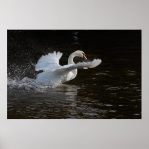 Wings Outstretched Swan Print