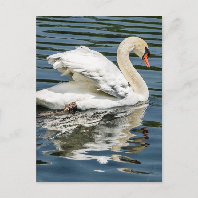 Wings Postcard (Front)