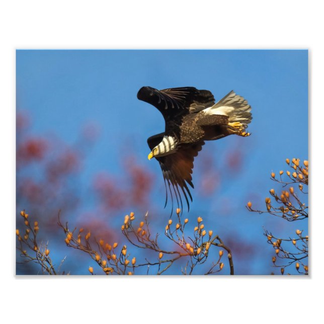 Wingshadow Photo Print (Front)