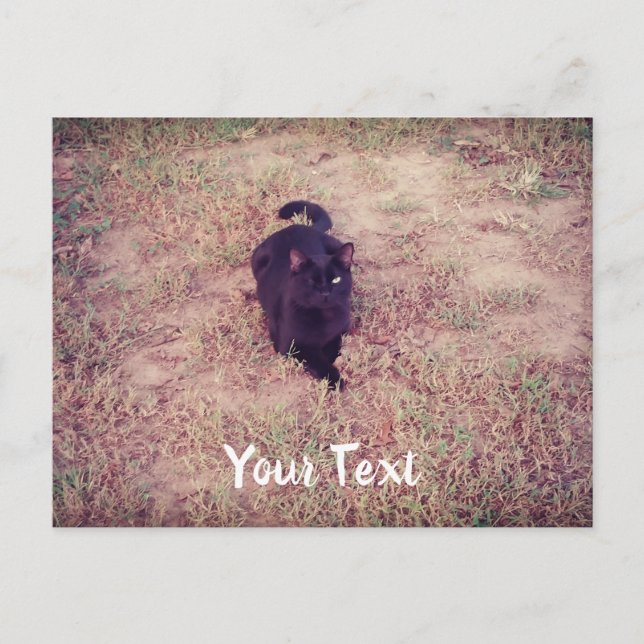 Winking Cat Postcard (Front)