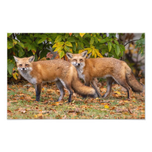 Winking Fox  Photo Print