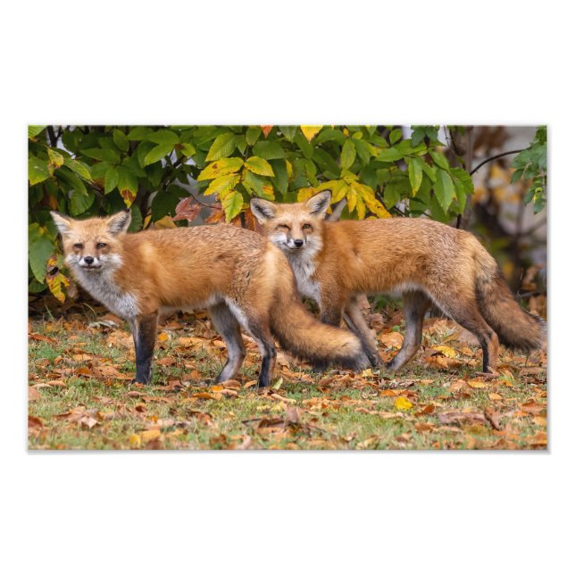 Winking Fox  Photo Print (Front)