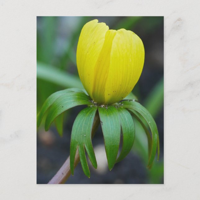 Winter Aconite Postcard (Front)