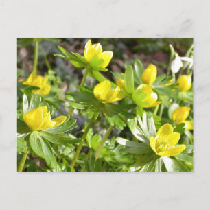 Winter Aconites postcard