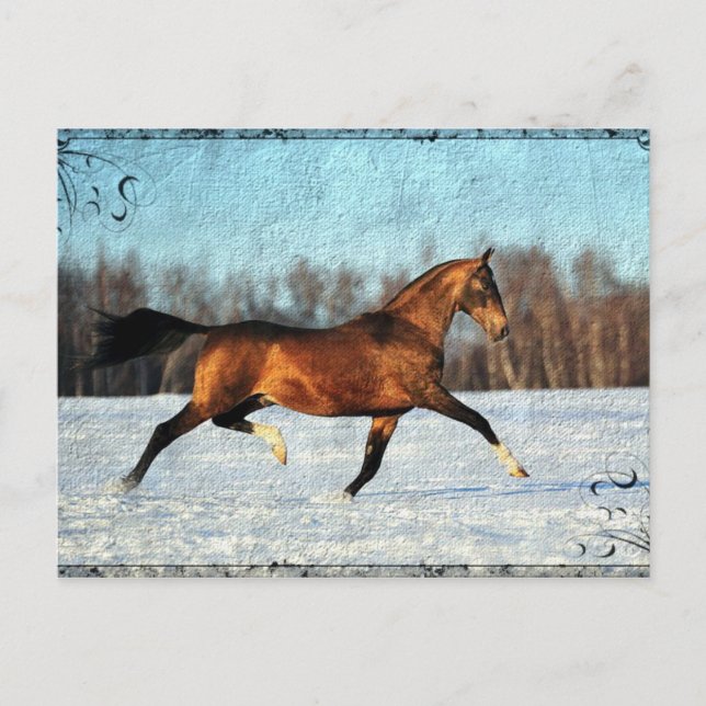 Winter Akhal-teke Postcard (Front)