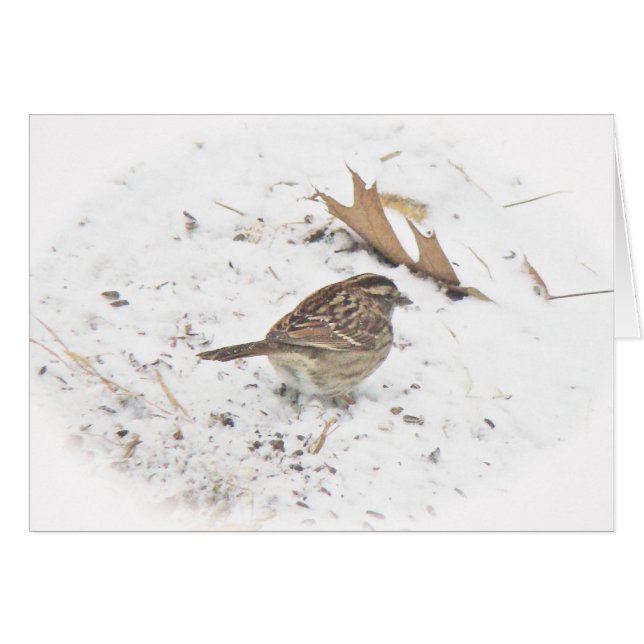 Winter and the Sparrow (Front Horizontal)