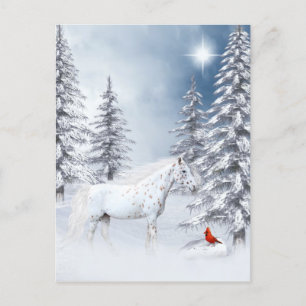 Winter appaloosa postcard